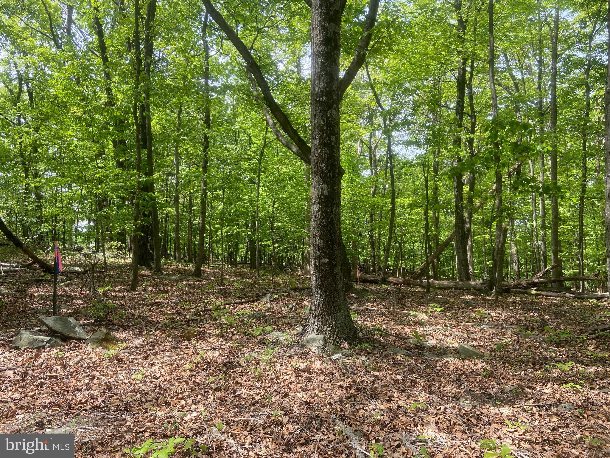 4740 Ford Fields Road Myersville, MD 21773 - Photo 125 of 147 a view of a forest with trees in the background