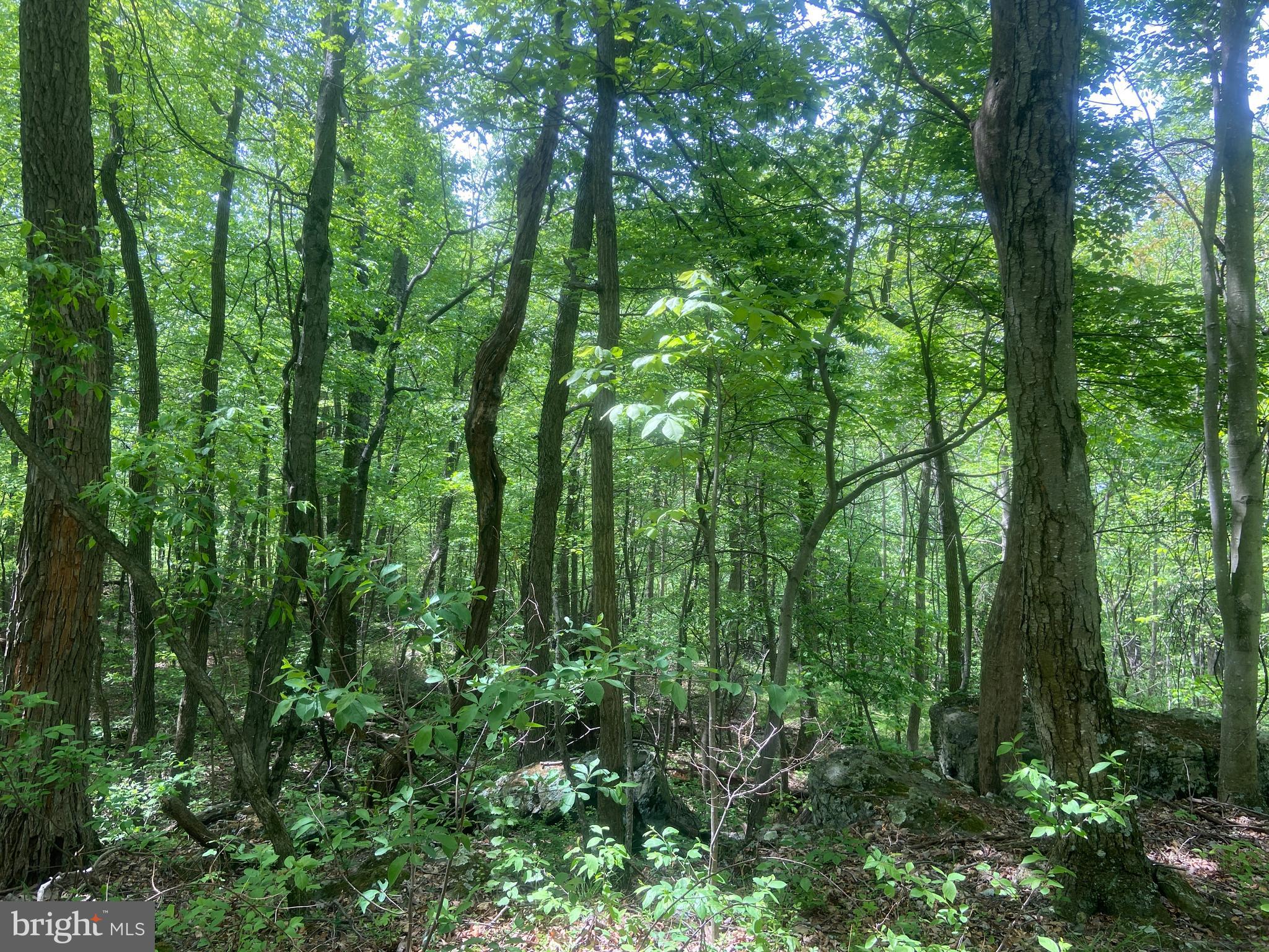 4740 Ford Fields Road Myersville, MD 21773 - Photo 132 of 147 a view of forest