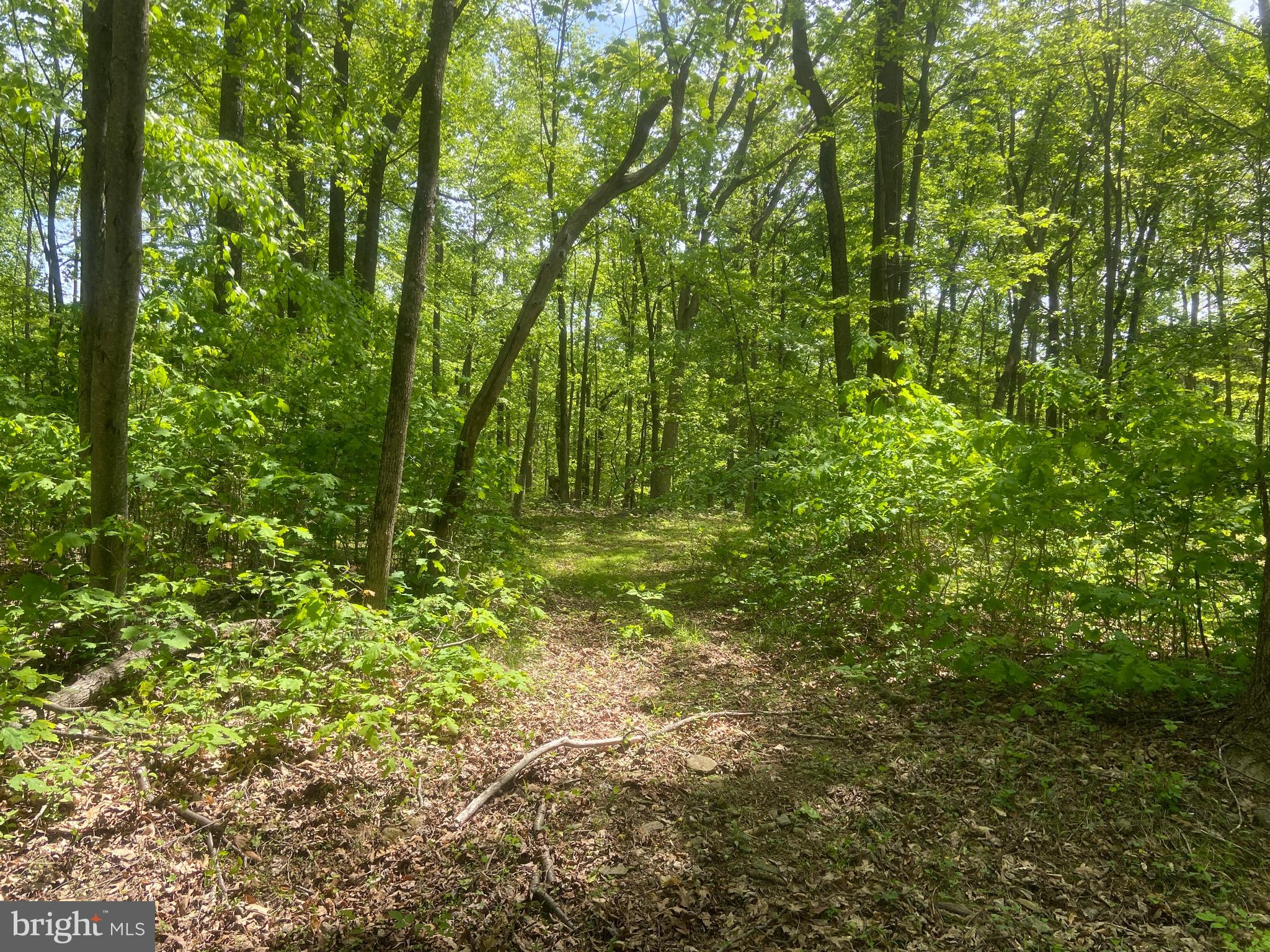 4740 Ford Fields Road Myersville, MD 21773 - Photo 137 of 147 a view of a lush green forest