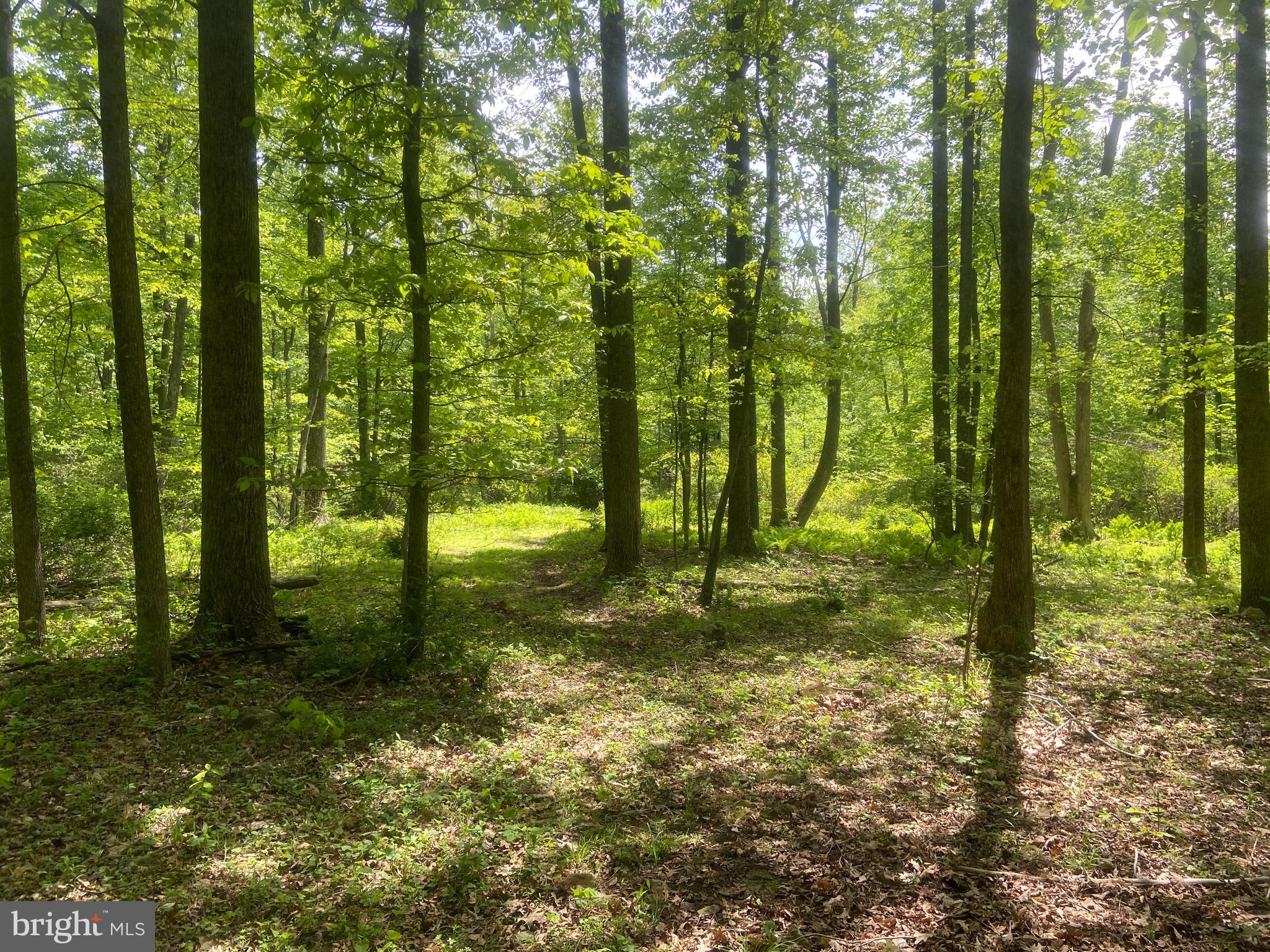 4740 Ford Fields Road Myersville, MD 21773 - Photo 140 of 147 a view of outdoor space and trees
