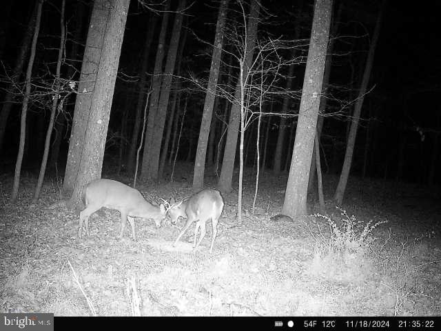 4740 Ford Fields Road Myersville, MD 21773 - Photo 144 of 147 Trail Camera 2