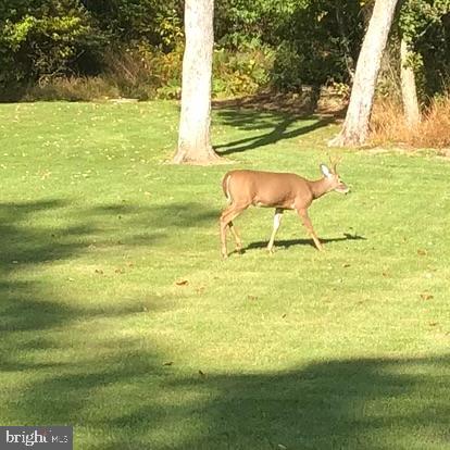 4740 Ford Fields Road Myersville, MD 21773 - Photo 146 of 147 Trail Camera 4