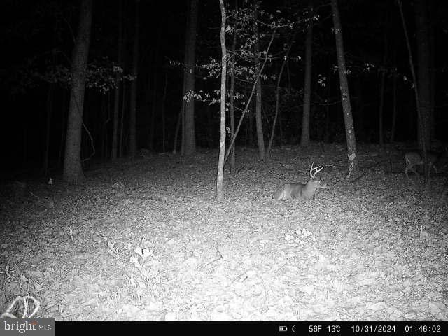 4740 Ford Fields Road Myersville, MD 21773 - Photo 147 of 147 Trail Camera 5