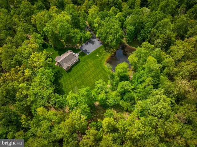a view of a lush green forest