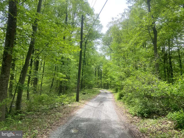 a close up of a tree in a yard
