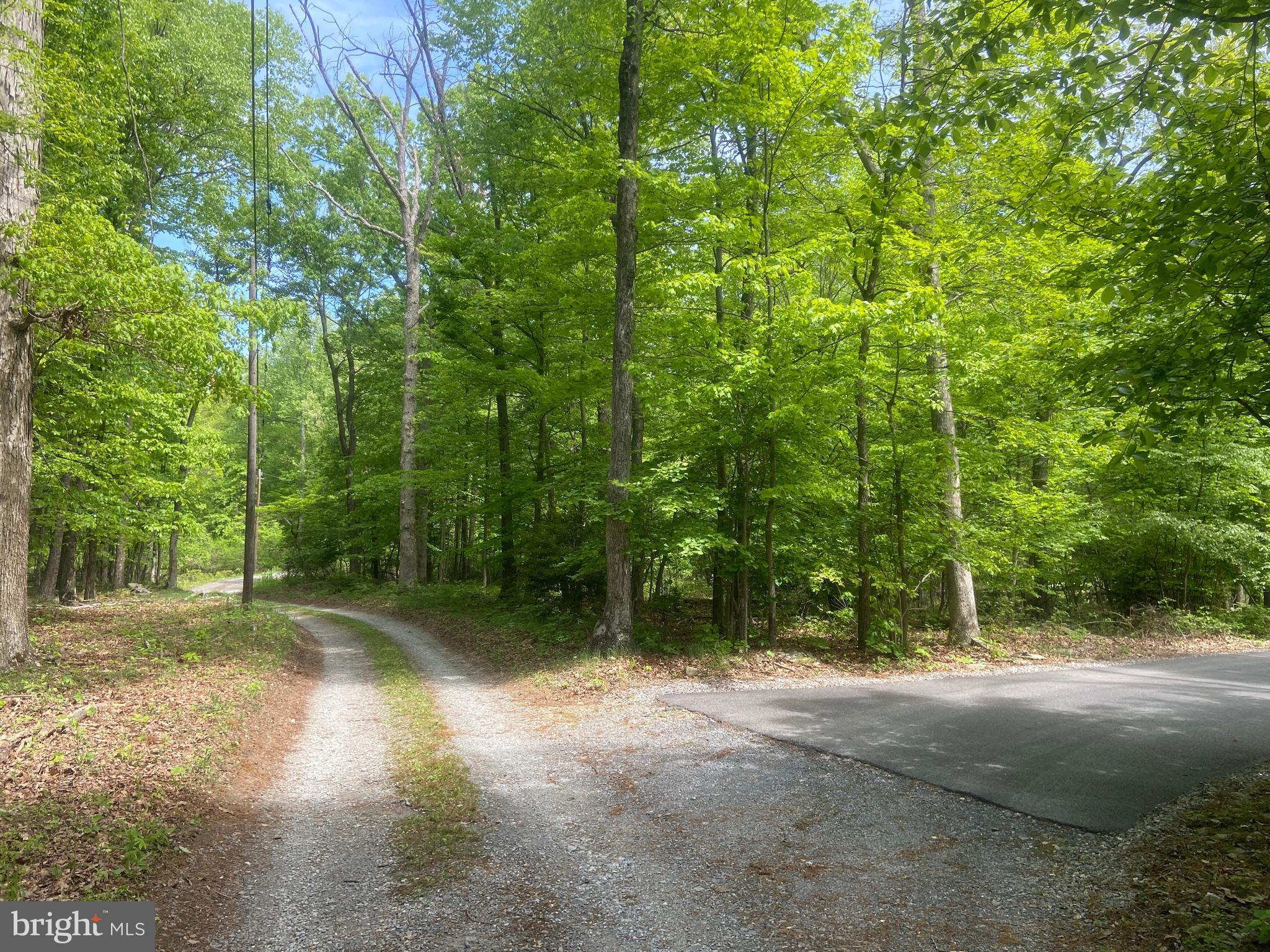 4740 Ford Fields Road Myersville, MD 21773 - Photo 45 of 147 a view of a yard with large trees