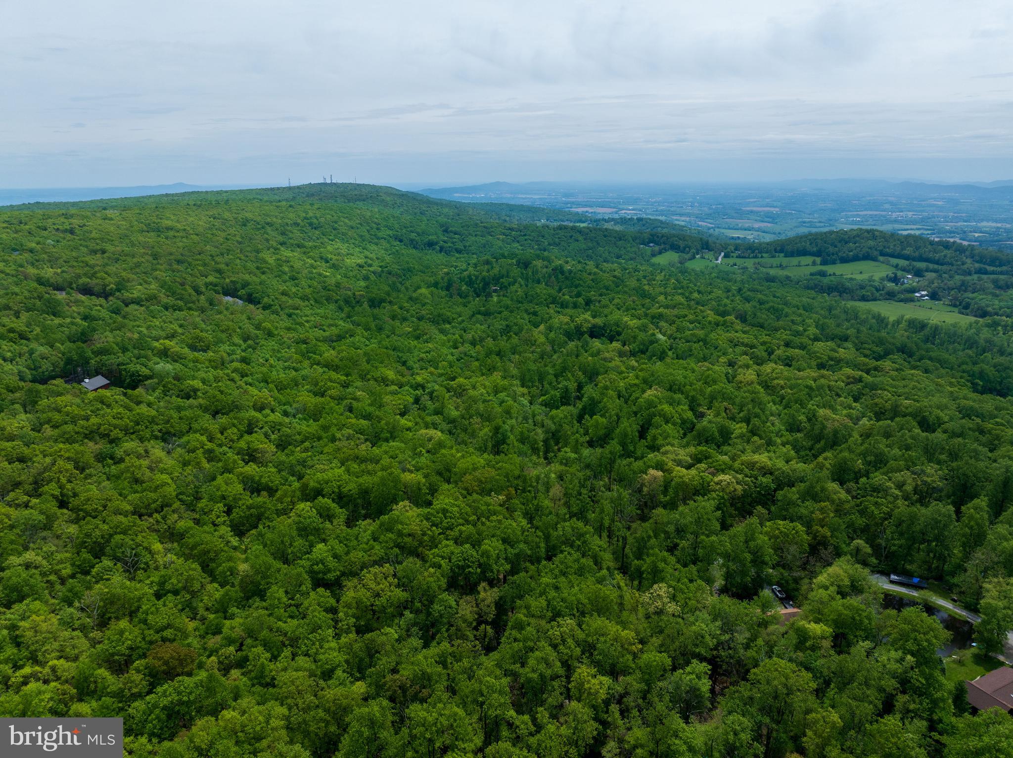4740 Ford Fields Road Myersville, MD 21773 - Photo 6 of 147 a view of a big yard with plants and large trees