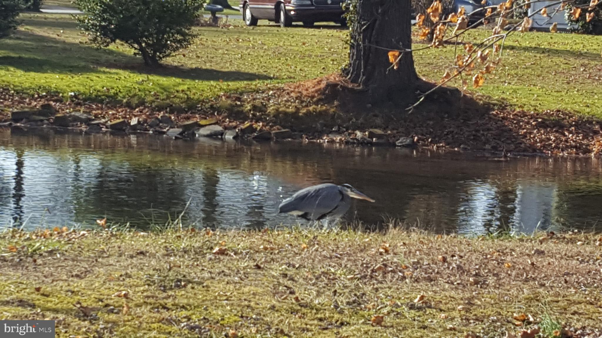 320 Pine Road Carlisle, PA 17015 - Photo 5 of 95 Hope you see Mr Heron on your tour!