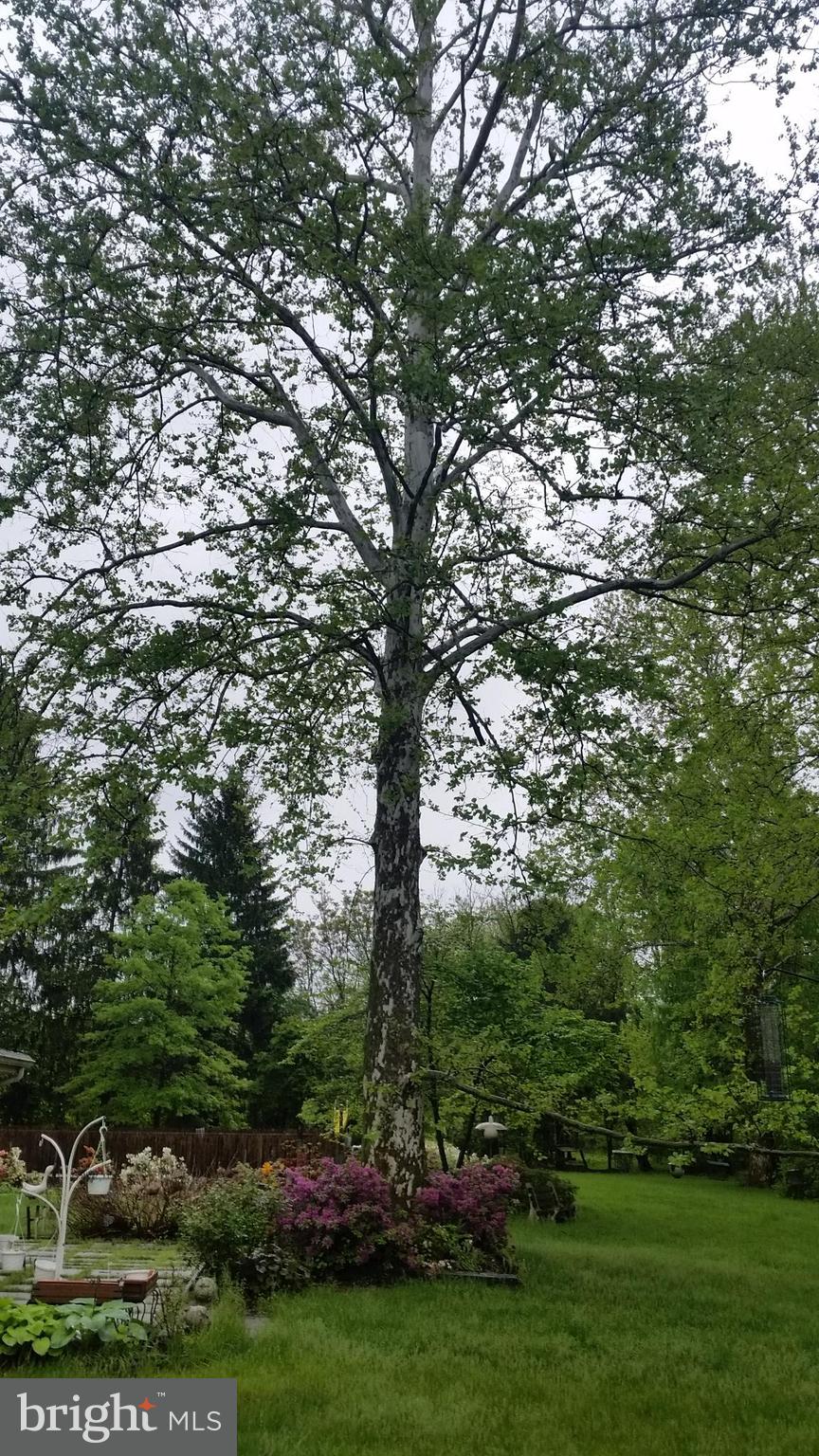 320 Pine Road Carlisle, PA 17015 - Photo 74 of 95 Another beautiful tree!