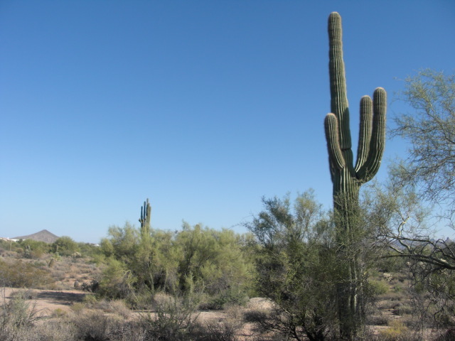 31823 East Ranch Road, Unit 10 Scottsdale, AZ 85266 - Photo 8 of 10 Large Saguaro Cactus