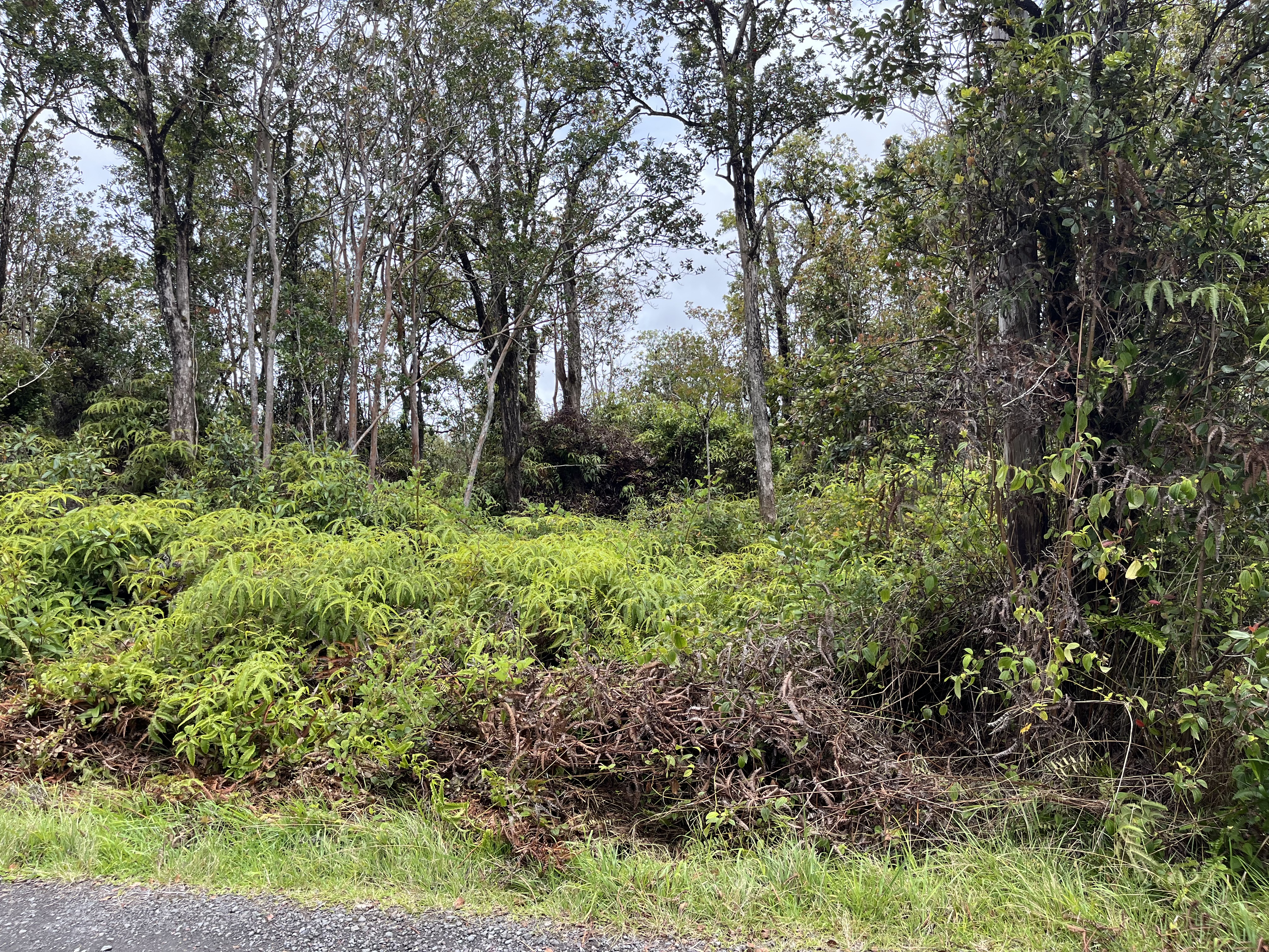 46 Ala Naulani Road Mountain View, HI 96771 - Photo 8 of 13 a view of outdoor space and trees all around