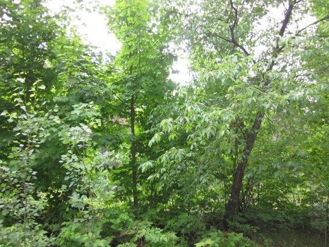 117 County Line Road Northeast Mancelona, MI 49659 - Photo 27 of 27 1787192-26.JPG
