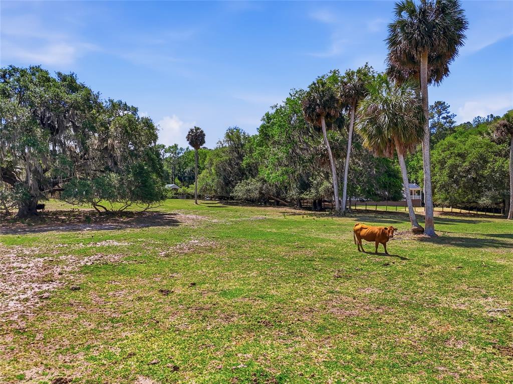 22130 Northwest 75th Avenue Road Micanopy, FL 32667 - Photo 38 of 52