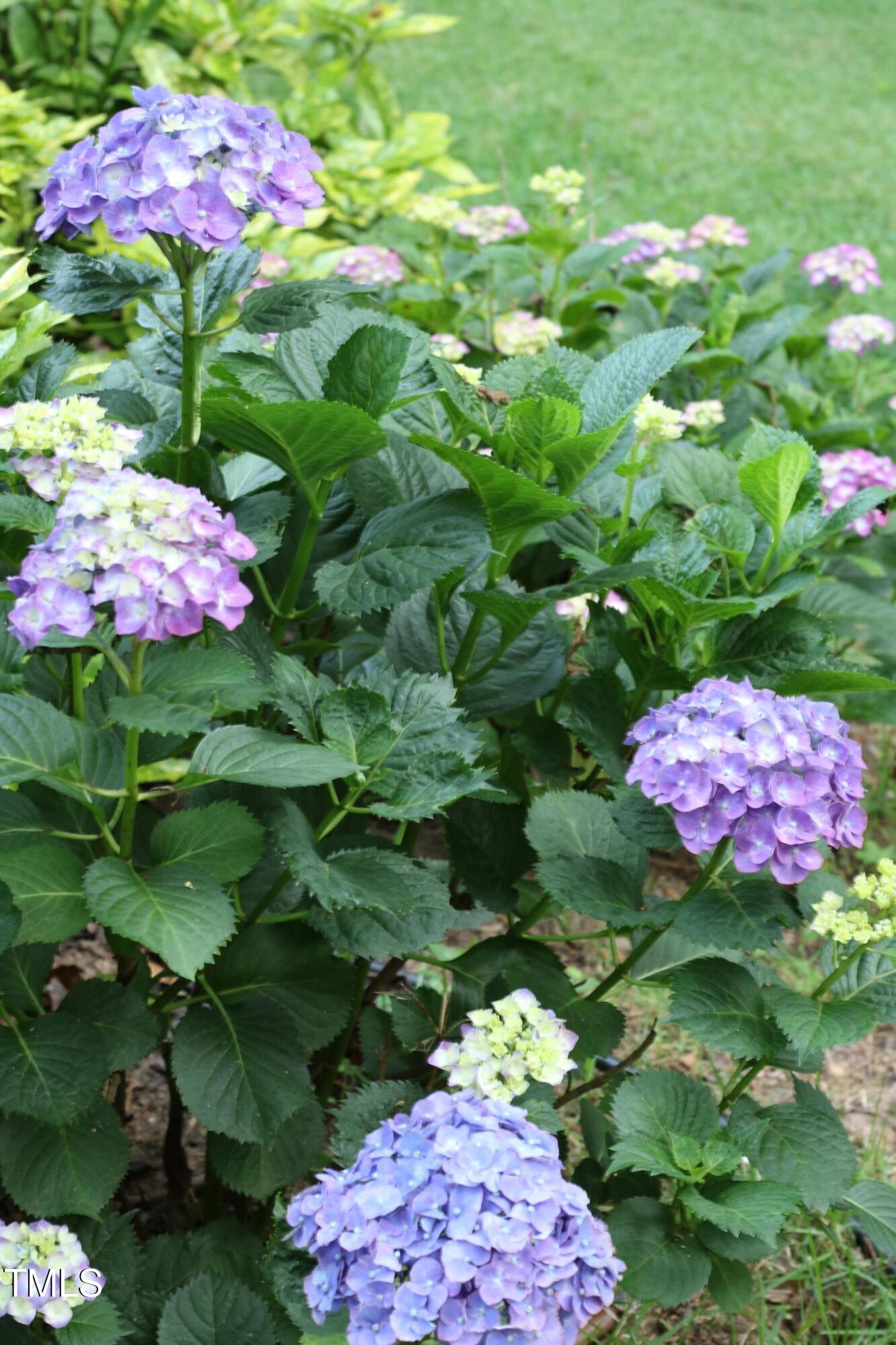 8012 Llewellyn Court Raleigh, NC 27613 - Photo 57 of 68 hydrangea 2