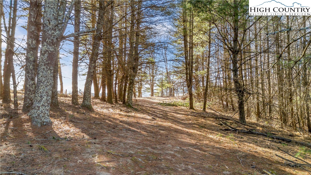 1324 Ripshin Road Troutdale, VA 24378 - Photo 14 of 47 a view of a yard with large trees