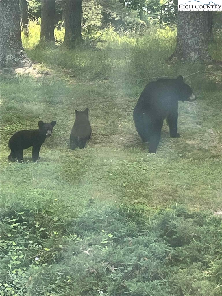 1324 Ripshin Road Troutdale, VA 24378 - Photo 41 of 47 a bathroom with a sink and toilet