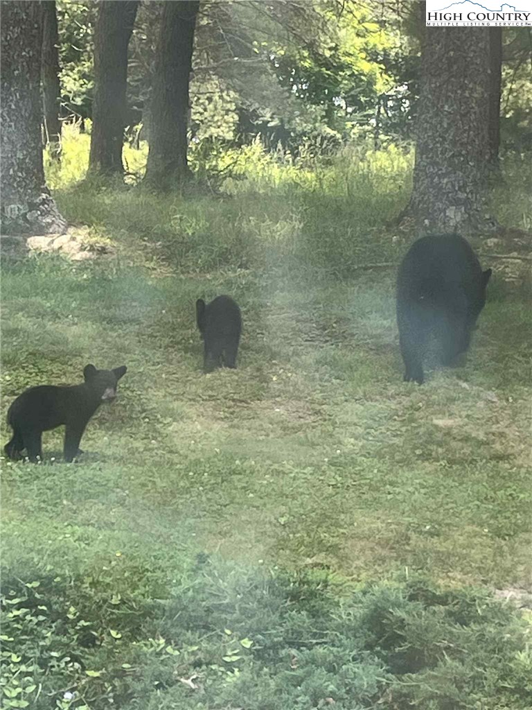 1324 Ripshin Road Troutdale, VA 24378 - Photo 42 of 47 a outdoor room with lots of green space
