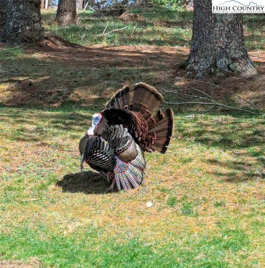 1324 Ripshin Road Troutdale, VA 24378 - Photo 44 of 47