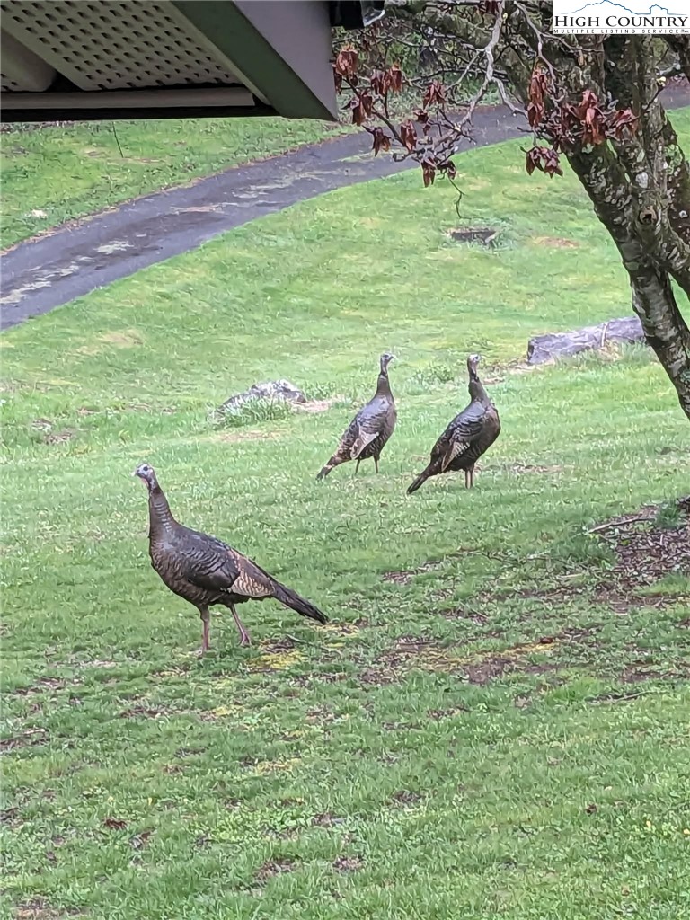 1324 Ripshin Road Troutdale, VA 24378 - Photo 45 of 47 a view of a outdoor space