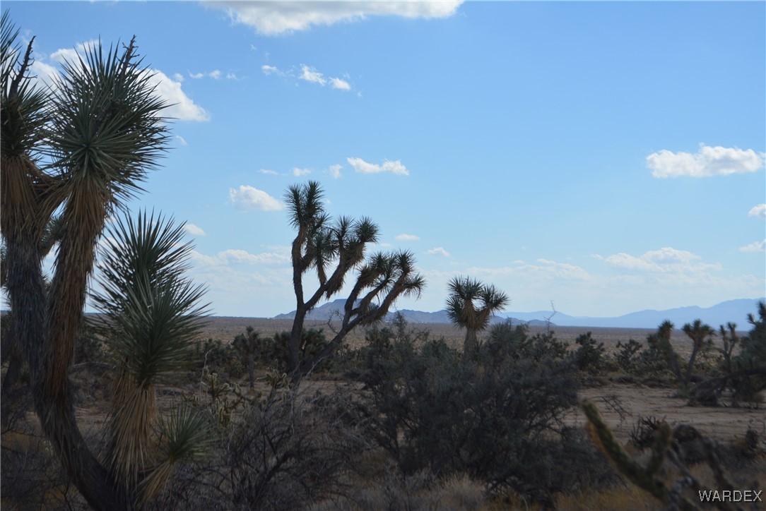 11841 Sherry Road Yucca, AZ 86438 - Photo 25 of 45 a view of a dry yard with a tree