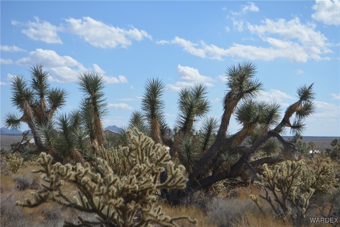 11841 Sherry Road Yucca, AZ 86438 - Photo 34 of 45 a view of a bunch of trees