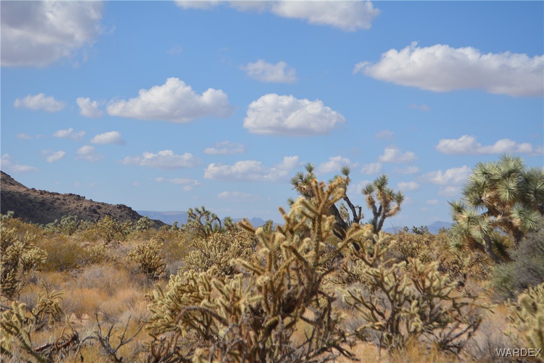 11841 Sherry Road Yucca, AZ 86438 - Photo 9 of 45 a view of a bunch of trees in the background