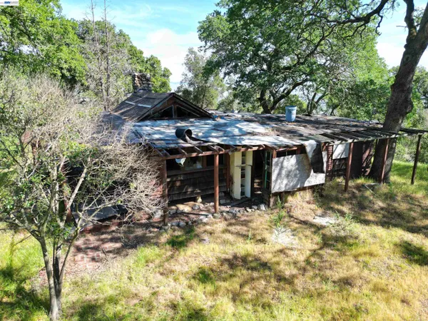a view of a yard with plants and large trees