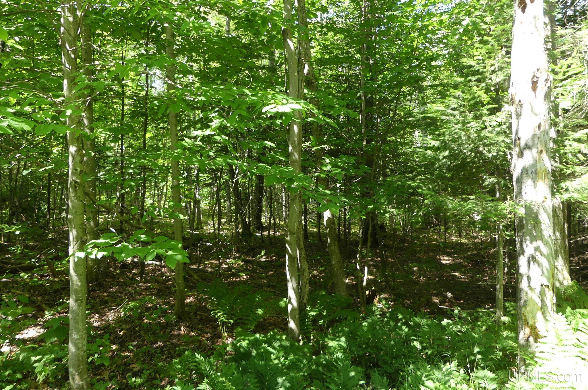 1 East Webb Road Grand Marais, MI 49839 - Photo 14 of 19 Gallery Image 14