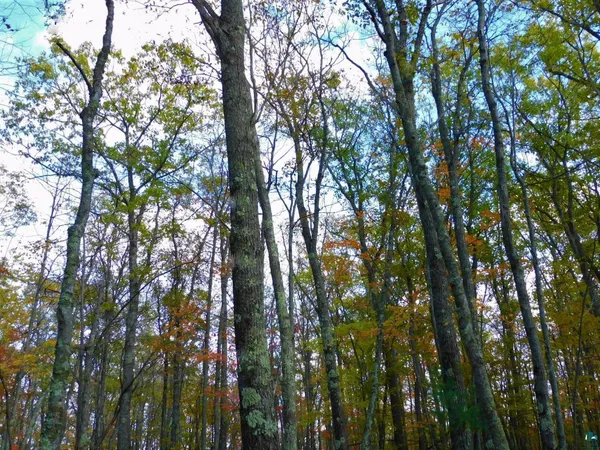 $56,000 | Xxxx Xxxx Sajdak Road, Iron River, WI 54847