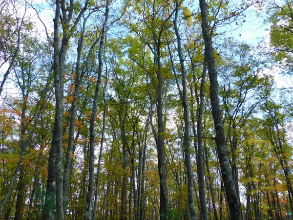 $56,000 | Xxxx Xxxx Sajdak Road, Iron River, WI 54847