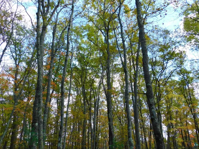 $56,000 | Xxxx Xxxx Sajdak Road, Iron River, WI 54847