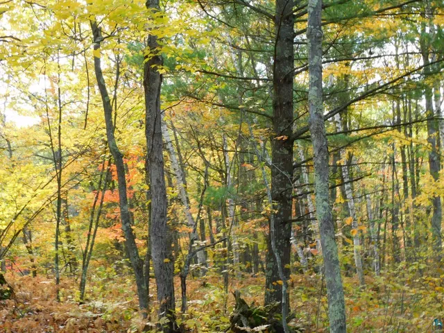 $56,000 | Xxxx Xxxx Sajdak Road, Iron River, WI 54847