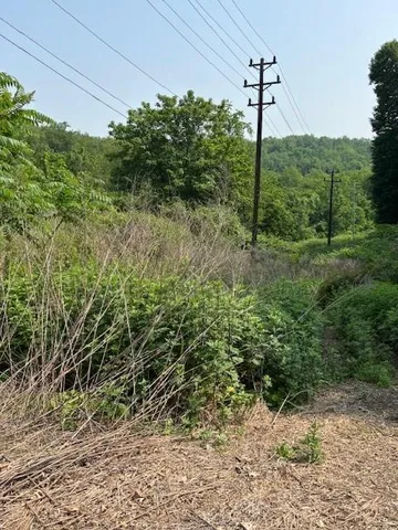 a view of a tree in a yard