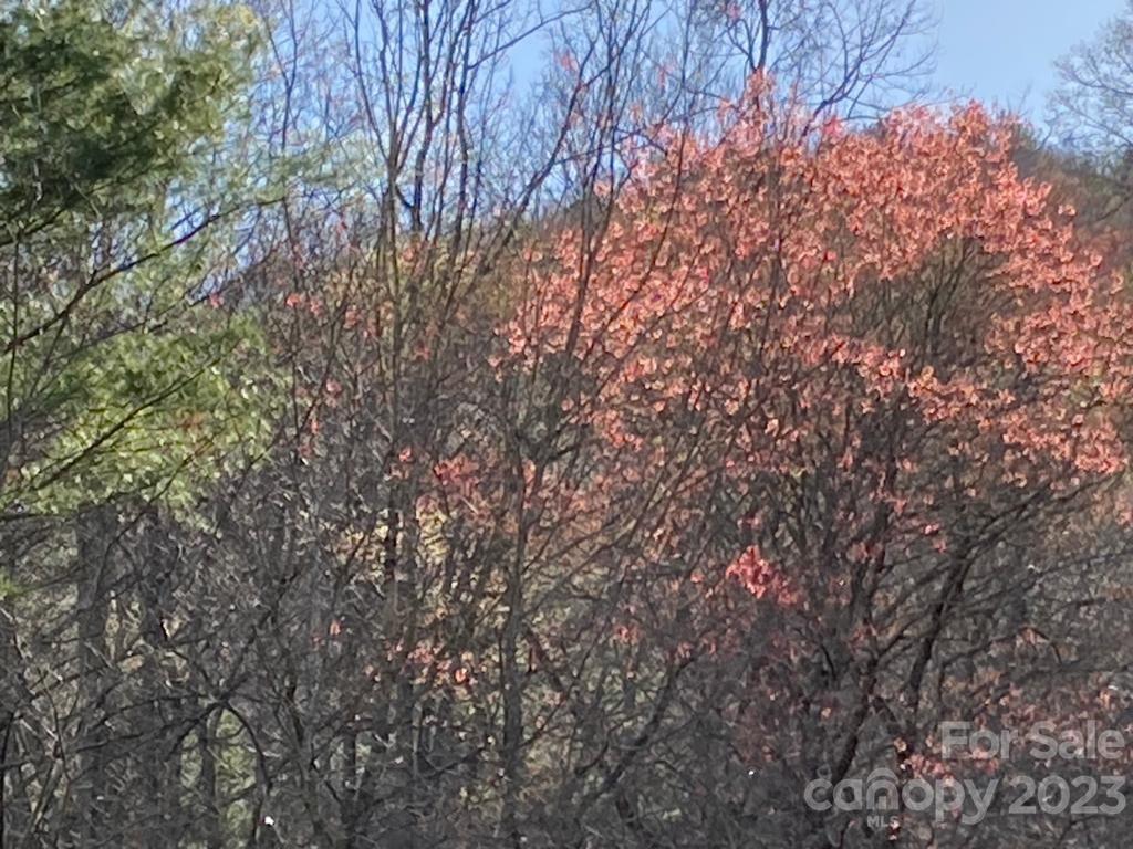 Tbd Pepper Bush Road Purlear, NC 28665 - Photo 15 of 22 a picture of tree