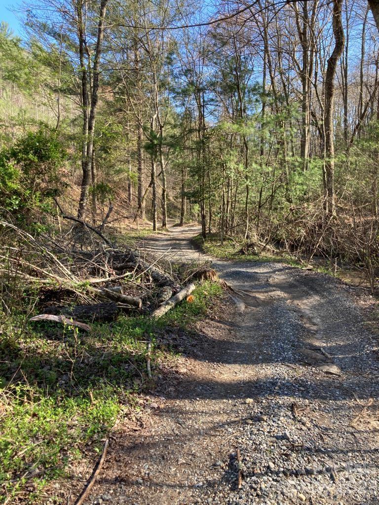 Tbd Pepper Bush Road Purlear, NC 28665 - Photo 18 of 22 a view of a yard with plants and trees