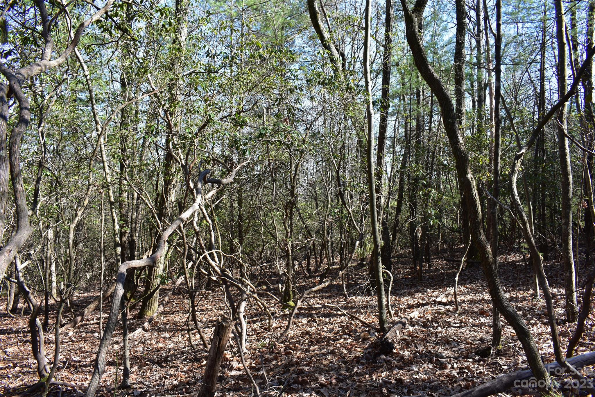 Tbd Pepper Bush Road Purlear, NC 28665 - Photo 4 of 22 a view of a forest