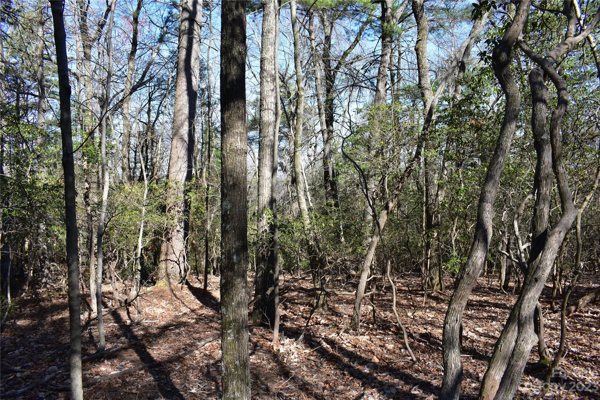 Tbd Pepper Bush Road Purlear, NC 28665 - Photo 6 of 22 a view of a forest with trees