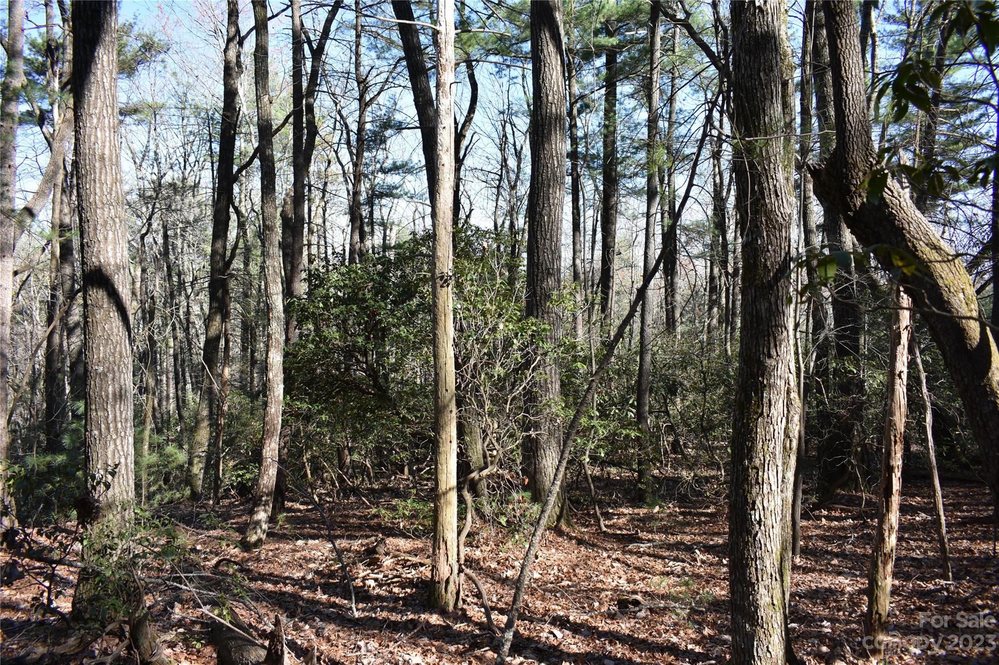 Tbd Pepper Bush Road Purlear, NC 28665 - Photo 7 of 22 a view of a forest