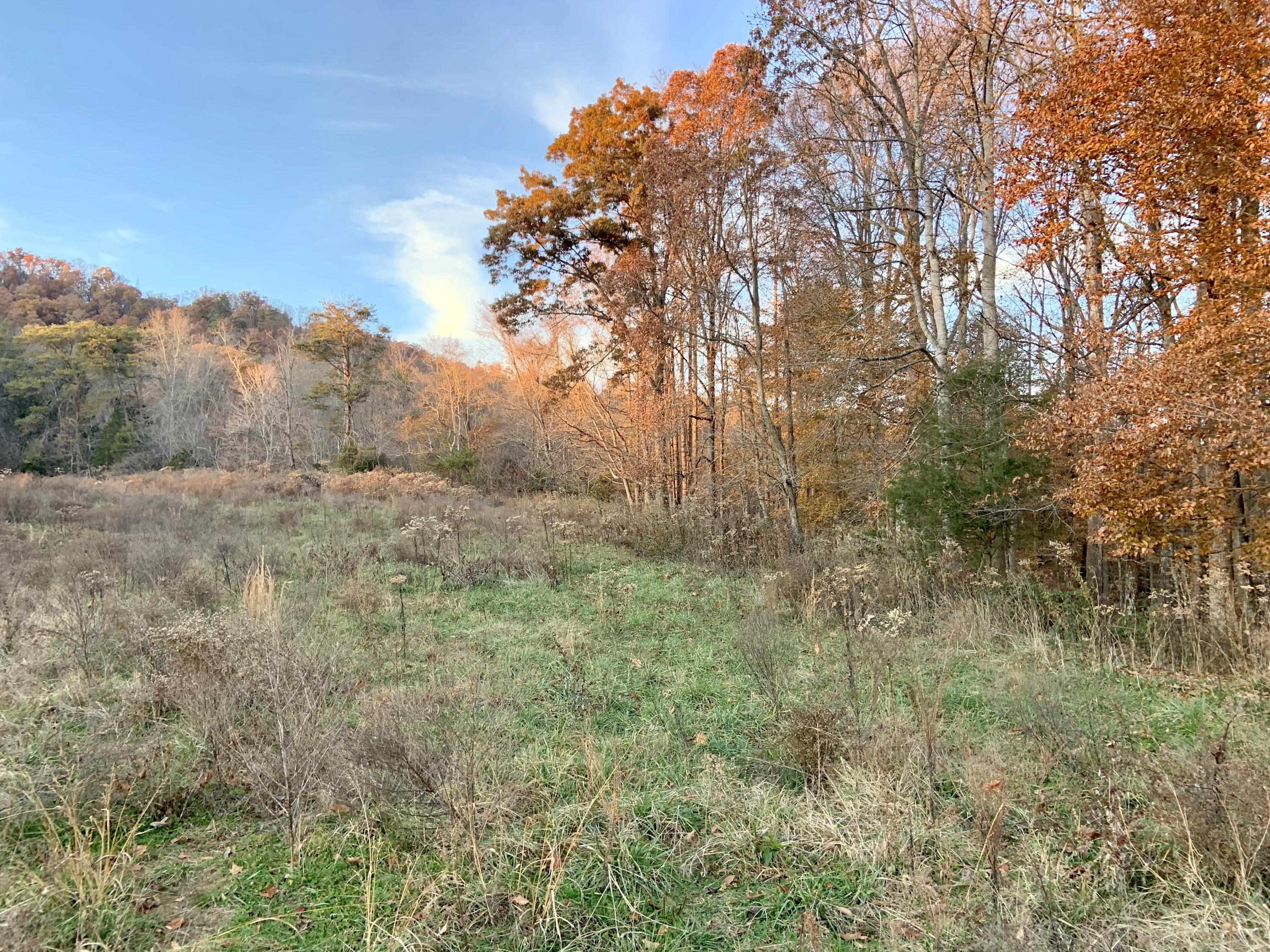 513 Bull Run Road Luttrell, TN 37779 - Photo 16 of 25 Back: Woods