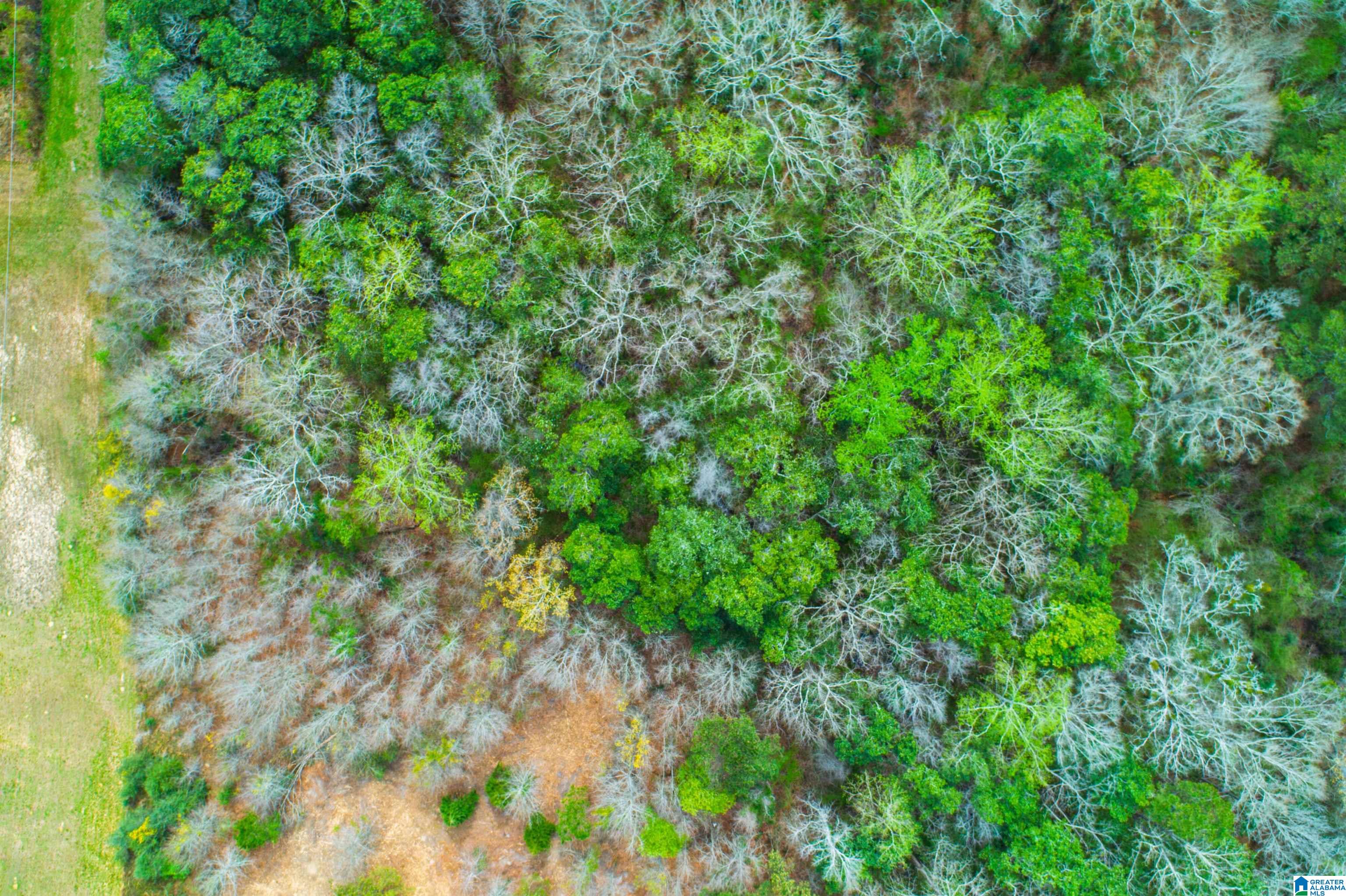 27180 Deer Run Road Opp, AL 36467 - Photo 17 of 60