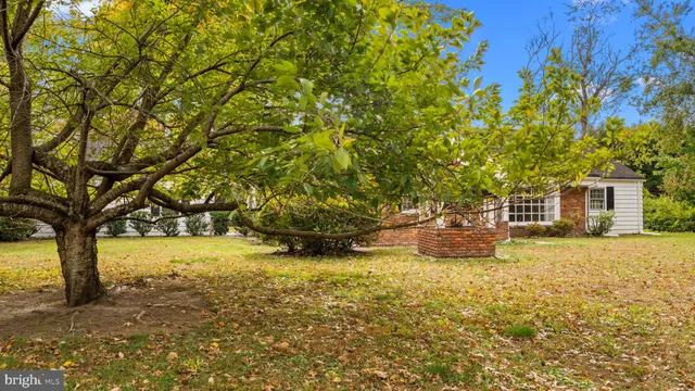 a view of a yard with large trees