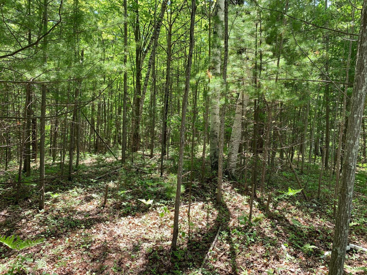 Lot 1 Somo Ridge Road Tomahawk, WI 54487 - Photo 8 of 12 Gallery Image 8