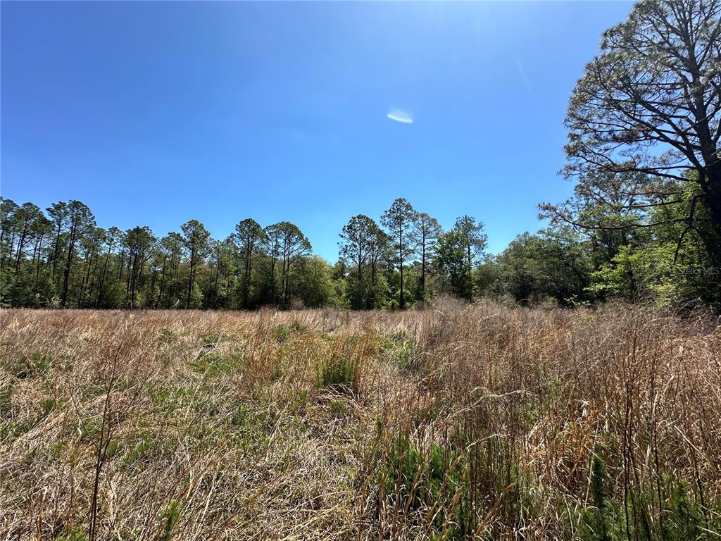 Tbd Northeast 128 Lane Bronson, FL 32621 - Photo 13 of 15