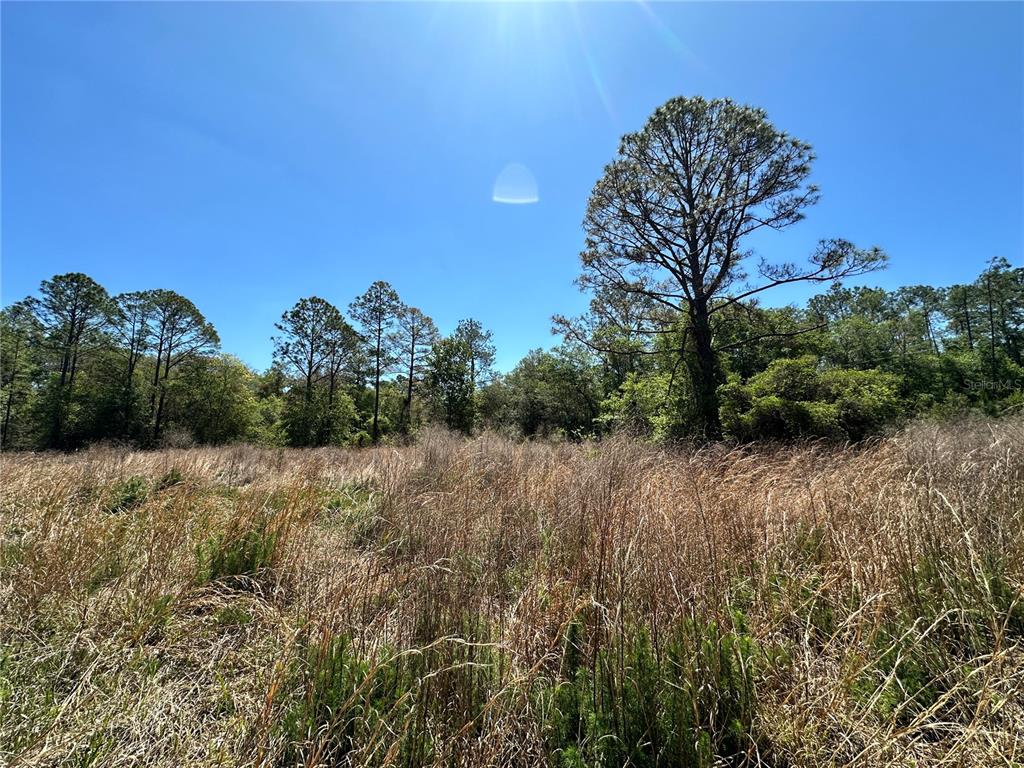 Tbd Northeast 128 Lane Bronson, FL 32621 - Photo 14 of 15