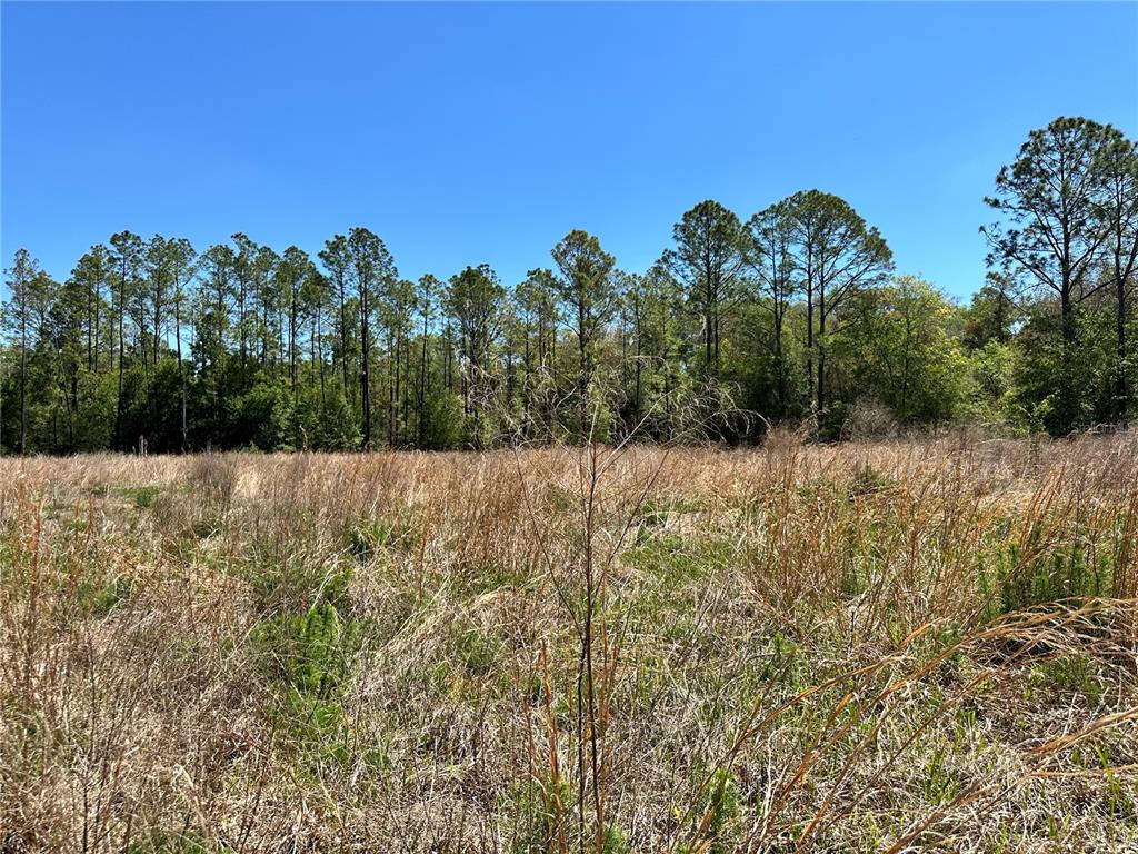 Tbd Northeast 128 Lane Bronson, FL 32621 - Photo 15 of 15