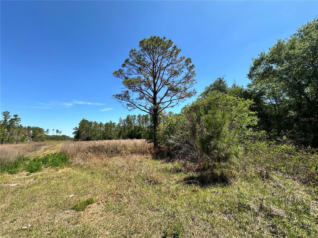 Tbd Northeast 128 Lane Bronson, FL 32621 - Photo 2 of 15