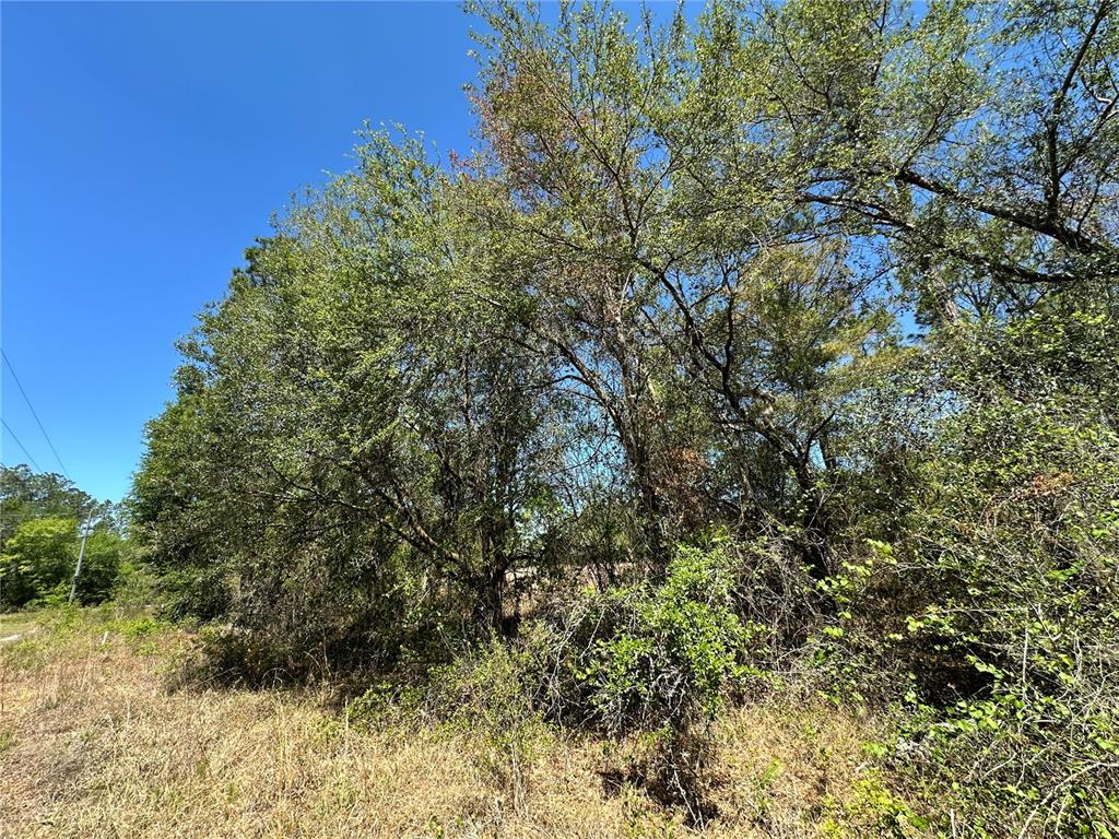Tbd Northeast 128 Lane Bronson, FL 32621 - Photo 3 of 15