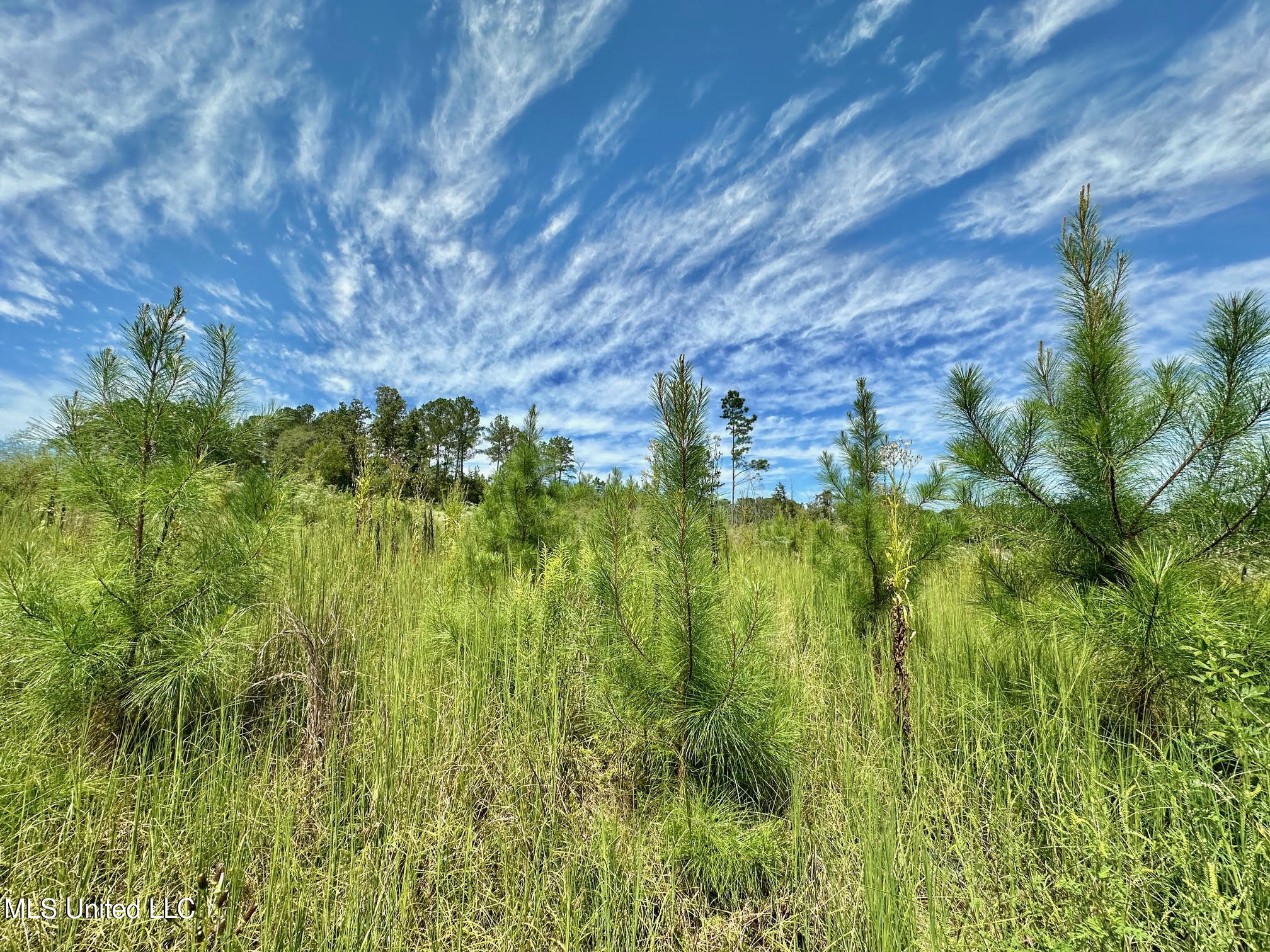 133 Ross Road Camden, MS 39045 - Photo 11 of 63 10