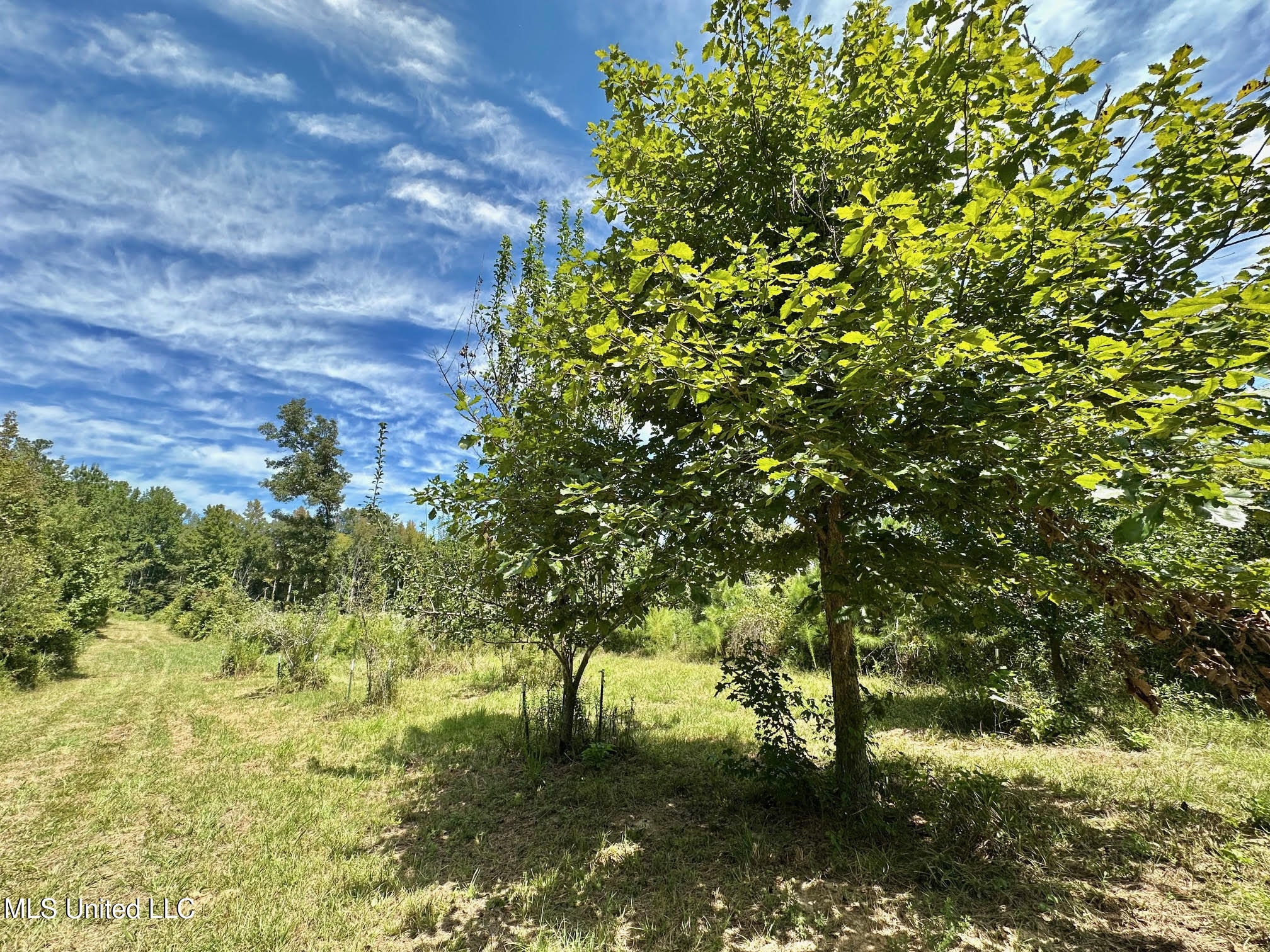 133 Ross Road Camden, MS 39045 - Photo 30 of 63 29