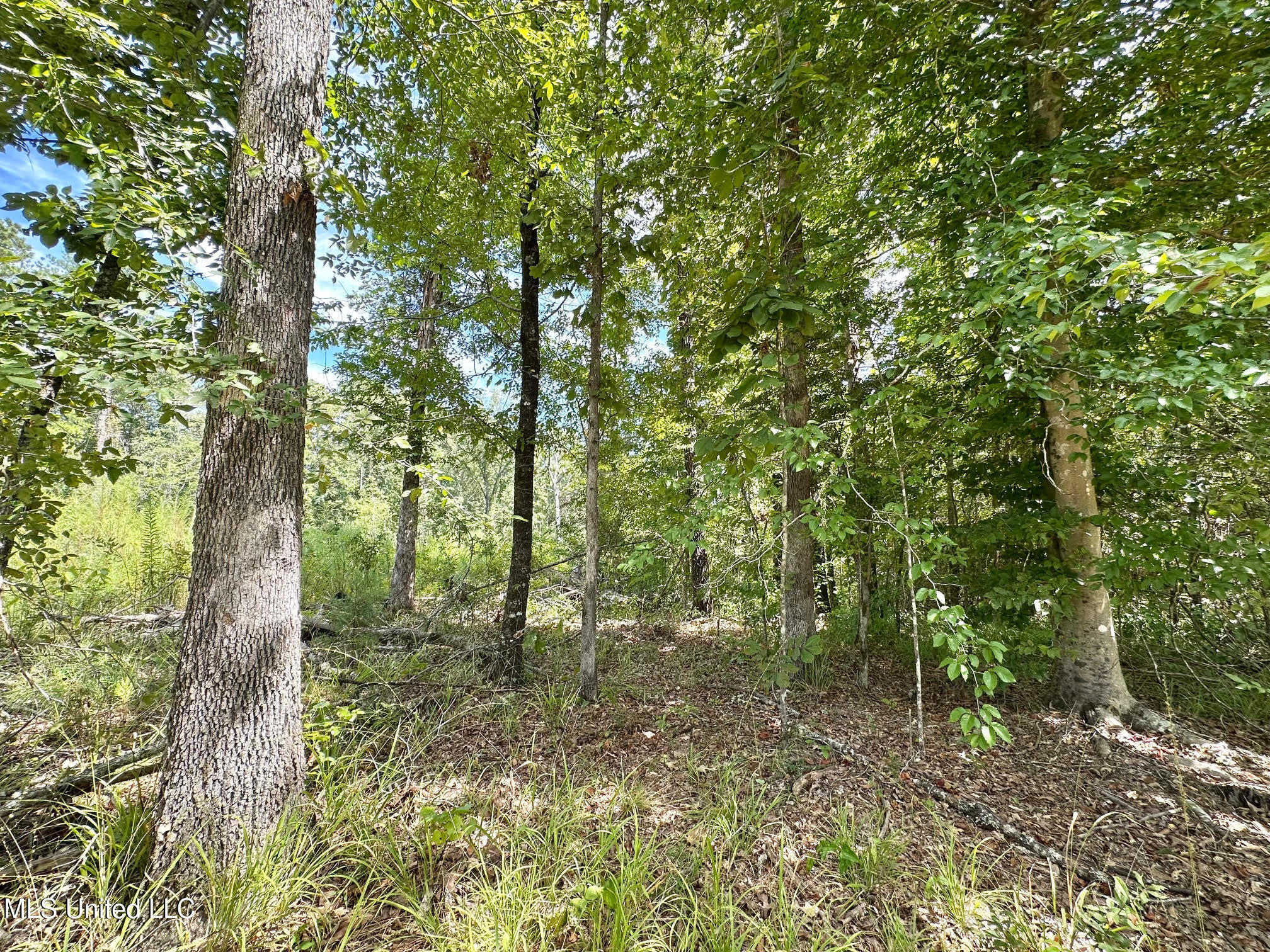 133 Ross Road Camden, MS 39045 - Photo 33 of 63 32